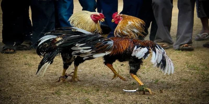 Đá gà cựa dao có sự kịch tính, tốc độ cao